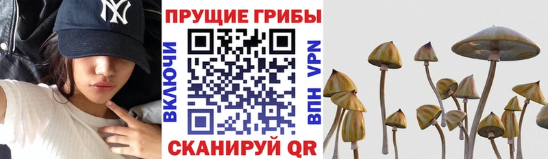 купить наркотики сайты  Болотное  KRAKEN ссылка  Псилоцибиновые грибы MAGIC MUSHROOMS 